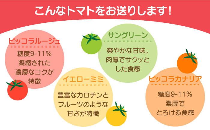 【2026年1月中旬～発送】カラフル ミニトマト 彩８（いろは） 約8種類 合計約1.8kg / 夏野菜 野菜 旬 食べ比べ / 産地直送 安心 安全 彩り / 南島原市 / 植木農園 [SBL001]