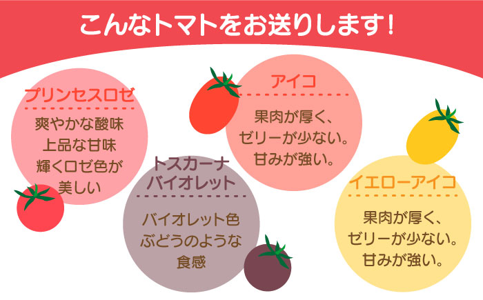 【2026年1月中旬～発送】ミニトマト 彩８ニ（イロハニ）約10種類 合計約1.4kg / トマト 夏野菜 野菜 旬 食べ比べ / 産地直送 安心 安全 彩り / 南島原市 / 植木農園 [SBL002]