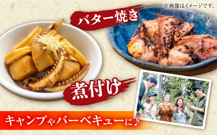 【2月～発送】【着日指定】【おいしい南島原 認定】漁港直送！ 活〆 幸イカ 5杯 約1500g / いか　新鮮　海鮮物　刺し身　揚げ物　簡単調理　キャンプ　BBQ / 南島原市 / 深江町漁業協同組合 [SBO004]