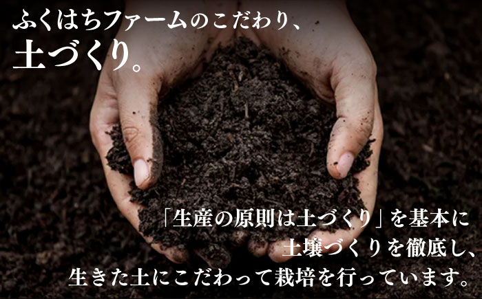 【2026年5月下旬～発送】特別栽培 小玉 ハウスもも（Mサイズ：4パック） / フルーツ 果物 旬 / 南島原市 / ふくはちファーム/福島農園 [SBS007]