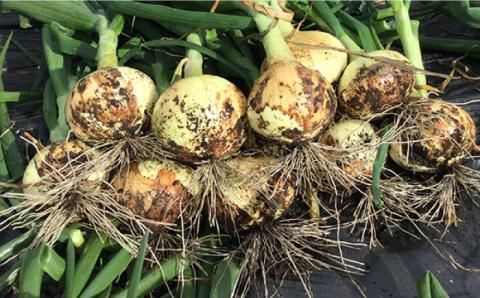 【2026年3月中旬～発送】【柔らかくて甘い！】塩 玉ねぎ 約5kg（小玉） / 南島原市 / 長崎県農産品流通合同会社 [SCB054]