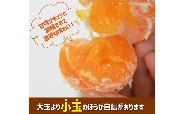 【2026年10月下旬～発送】【甘味が凝縮！】 濃厚 小玉みかん 3kg 温州みかん 2Sサイズ以下 / みかん 小玉 フルーツ 果物 くだもの 柑橘 蜜柑 ミカン / 南島原市 / 長崎県農産品流通合同会社 [SCB057]