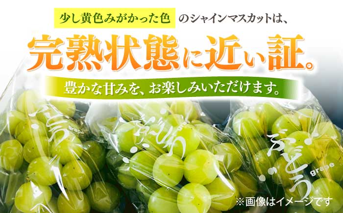 【2026年8月中旬～発送】【数量限定】シャインマスカット 2kg（3房～5房）/ マスカット ますかっと ぶどう 葡萄 ブドウ フルーツ 果物 / 南島原市 / 長崎県農産品流通合同会社 [SCB084]
