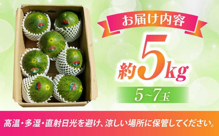 【2026年4月中旬〜発送】パパイヤメロン 約5kg（約5～7玉）/ 果物 フルーツ / 南島原市 / 長崎県農産品流通合同会社 [SCB086]