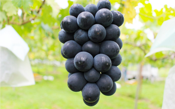 【2026年7月～発送】【採れたてをお届け！】旬のぶどう ＜ブラックビートor巨峰orピオーネ＞ 合計2kg / フルーツ ふるーつ 果物 /  南島原市 / ながいけ [SCH037]