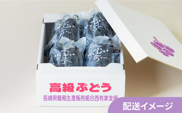 【2025年7月～発送】先行予約！【２回定期便】南島原産！旬のぶどう食べ比べ（ブラックビート・巨峰・ピオーネのいずれか）・シャインマスカット / 南島原市 / ながいけ [SCH062]