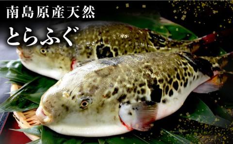 【2026年4月～発送】南島原産 天然とらふぐ刺身 5～6人前 / ふぐ フグ トラフグ ふぐアラ 魚 ヒレ酒 / 南島原市 / 大和庵 [SCJ019]