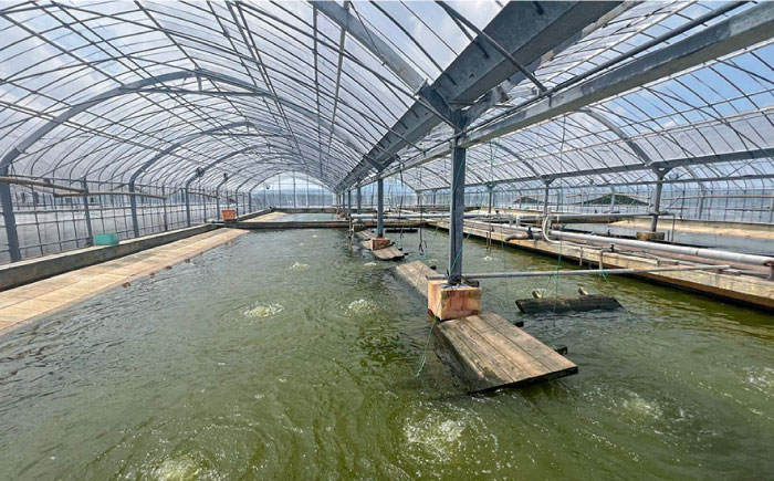 【良質コラーゲンがたっぷり！】免疫力向上の健康食　極上スッポン鍋セット 4～5人前 / すっぽん スッポン 鍋 すっぽん鍋 スッポン鍋 コラーゲン / 南島原市 / はなぶさ [SCN158]