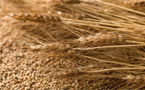 【 国産 小麦 100%】 島原 手延べ 素麺 水晶の光 2kg （50g×40束） / 南島原市 / 本村製麺工場 [SCP001]