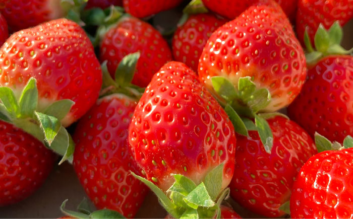 抹茶と島原いちごの焼きこみタルト / タルト たると ケーキ タルトケーキ スイーツ デザート / 南島原市 / 吉田菓子店 [SCT003]