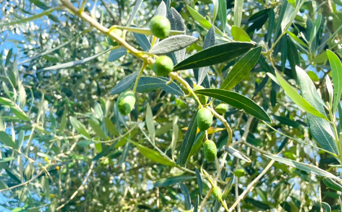 【地元産のオリーブ使用】 オリーブ の マドレーヌ 10個入り / 焼き菓子 焼菓子 スイーツ スペイン菓子 / 南島原市 / 吉田菓子店 [SCT047]