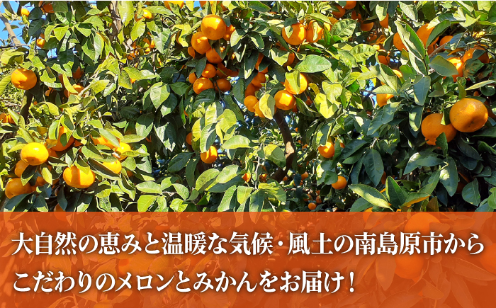 【2025年4月下旬～発送】【3回定期便】フルーツ定期便 旬のフルーツをセット / プリンス タカミ メロン 温州みかん（3品種各1回）/ 南島原市 / 南島原果物屋 [SCV003]