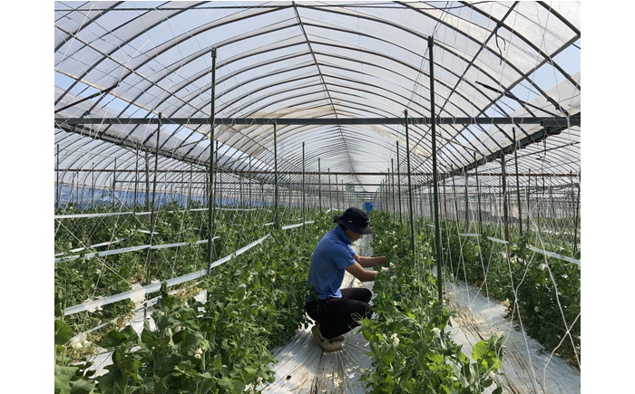 【新鮮！産直】 スナップエンドウ 2kg / 野菜 やさい / 南島原市 /  AOTASFARM [SDM001]