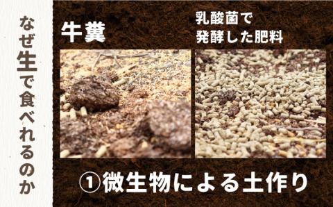 【生で食べられる】スイートアスパラ L～3L 約1.5kg / アスパラ あすぱら アスパラガス 3L 増田農園 アスパラガス 甘い / 南島原市 / 贅沢宝庫 [SDZ014]