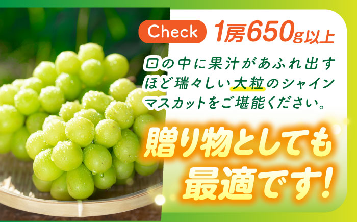 【2026年9月中旬～発送】【数量限定】【口の中であふれる果汁】大粒 シャインマスカット 2房 1.3kg以上 / ぶどう ブドウ フルーツ 果物 / 南島原市 / 川田果樹園 [SFN001]