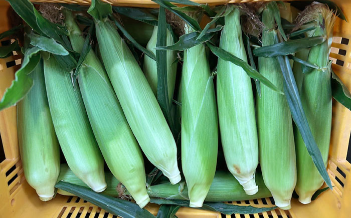 【2026年6月～発送】【最高糖度20度以上！】とうもろこし 2Lサイズ 20本 / ゴールドラッシュネオ トウモロコシ コーン スイートコーン / 南島原市 / 三和サービス株式会社 [SGB009]