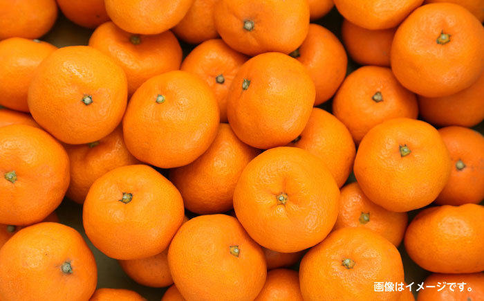 【2回定期便】家庭用 みかん 約10kg（計約20kg） / ミカン 蜜柑 果物 フルーツ / 南島原市 / はじめ農園 [SGK004]