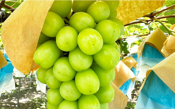 【2026年7月末～発送】シャインマスカット 約2kg（3房）/ シャインマスカット しゃいんますかっと ぶどう ブドウ / 南島原市 / ガマダスぶどう園 [SGL001]