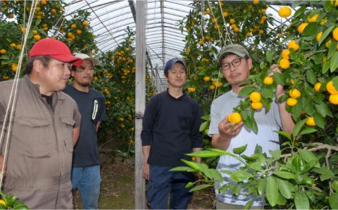 【2026年6月中旬〜発送】ハウス みかん 約2kg / 果物 フルーツ 贈答用 化粧箱 / 南島原市 / 島原雲仙農業協同組合  東南部基幹センター [SAC003]