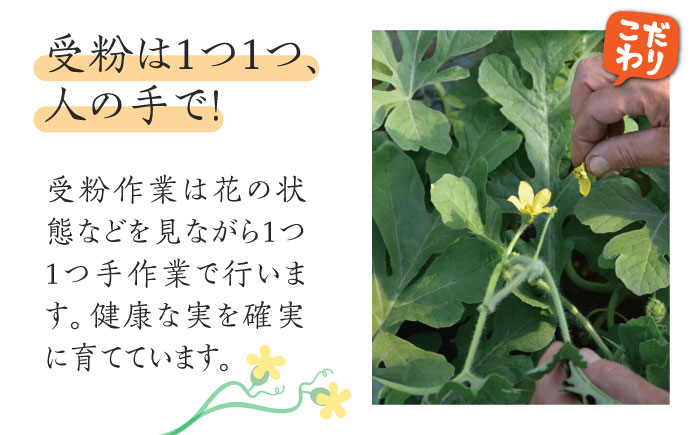 【数量限定】【幻の金色羅皇】大玉スイカ ラオウ 1玉 5kg以上 / フルーツ 果物 / 南島原市 / ふるさと企画 [SBA071]