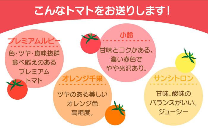 【2026年1月中旬～発送】ミニトマト 彩８ニ（イロハニ）約10種類 合計約1.4kg / トマト 夏野菜 野菜 旬 食べ比べ / 産地直送 安心 安全 彩り / 南島原市 / 植木農園 [SBL002]