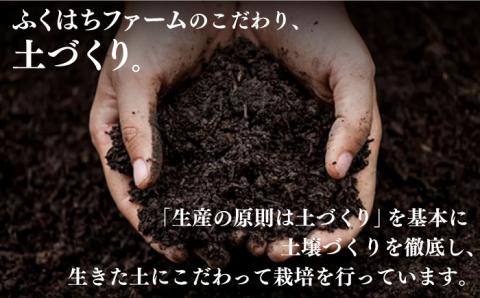 【2026年8月～発送】新生姜 約6kg / ショウガ しょうが 生姜 / 南島原市 / ふくはちファーム / 福島農園 [SBS020]