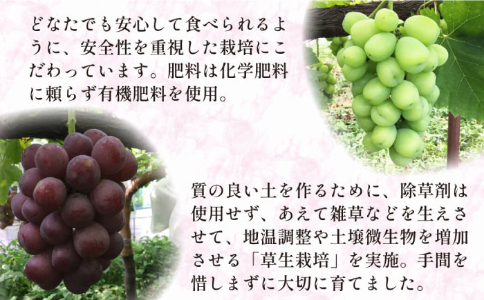 【2026年8月～発送】【数量限定】 旬の珍しい厳選 ぶどう 約 2kg / 旬 フルーツ ぶどう ブドウ 葡萄 マスカット 果物 くだもの 産地直送 / 南島原市 / 長崎県農産品流通合同会社 [SCB051]