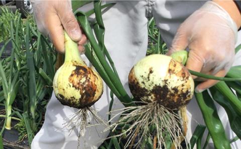 【2026年3月中旬～発送】【柔らかくて甘い！】塩玉ねぎ 約4kg（大玉）/ 新たまねぎ 新玉ねぎ 新タマネギ 玉ネギ 玉ねぎ たまねぎ タマネギ / 南島原市 / 長崎県農産品流通合同会社 [SCB055]