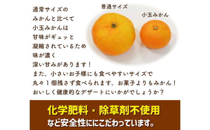 【2026年10月下旬～発送】【甘味が凝縮！】 濃厚 小玉みかん 3kg 温州みかん 2Sサイズ以下 / みかん 小玉 フルーツ 果物 くだもの 柑橘 蜜柑 ミカン / 南島原市 / 長崎県農産品流通合同会社 [SCB057]