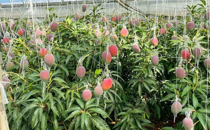 【2026年7月～発送】南島原産完熟マンゴー２玉 / フルーツ ふるーつ 果物 くだもの / 南島原市 / ながいけ [SCH064]