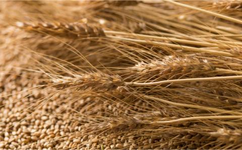 島原 手延べ 素麺 水晶の光 1kg（50g×20束） / 南島原市 / 本村製麺工場 [SCP005]