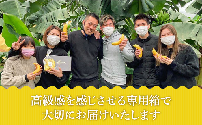 【12回定期便】【皮ごと食べられる！】なかなかバナナ 5本〈7月～9月は発送停止〉 / フルーツ 果物 定期便 フルーツ定期便 / 南島原市 / ミナサポ [SCW049]