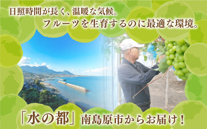 【2026年8月中旬～発送】【数量限定】【糖度18度以上】シャインマスカット 3房 1.8kg以上 / ぶどう ブドウ 葡萄 マスカット しゃいんますかっと フルーツ 果物 / 南島原市 / ミナサポ [SCW072]