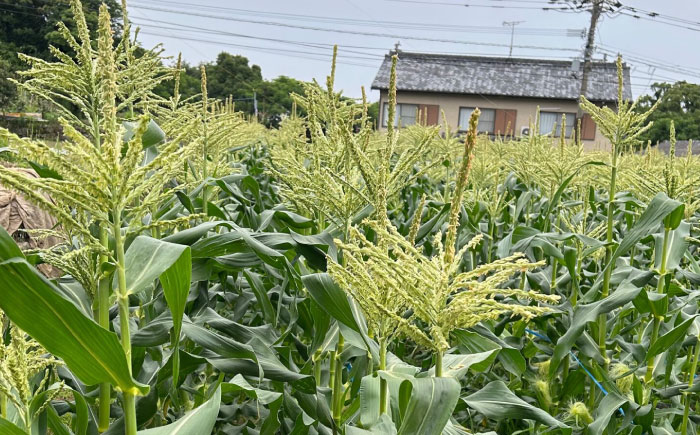 【2026年6月～発送】【最高糖度20度以上！】とうもろこし 2Lサイズ 10本 / ゴールドラッシュネオ トウモロコシ コーン スイートコーン / 南島原市 / 三和サービス株式会社 [SGB008]