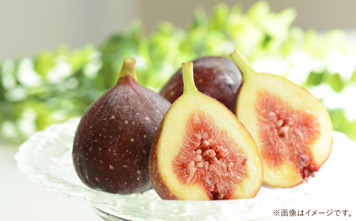 【2025年8月〜発送】【ジューシーな果肉！スッキリとした甘さ！】いちじく 1パック3玉×4パック 約1.1kg / ドーフィン イチジク いちじく 無花果 果物 フルーツ / 南島原市 / 本多農園 [SGD001]