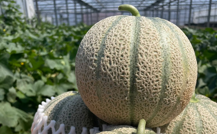 【4回定期便】プロ厳選 旬のフルーツ定期便 / 果物 フルーツ 果物定期便 フルーツ定期便 / 南島原市 / 愛2農園 [SGG002]