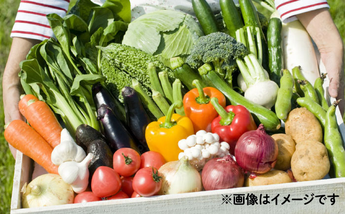 【6回定期便】野菜のプロが選ぶ 旬の野菜セット 12～13品目 野菜定期便 / 野菜 やさい セット 新鮮 / 南島原市 / 愛2農園 [SGG003]