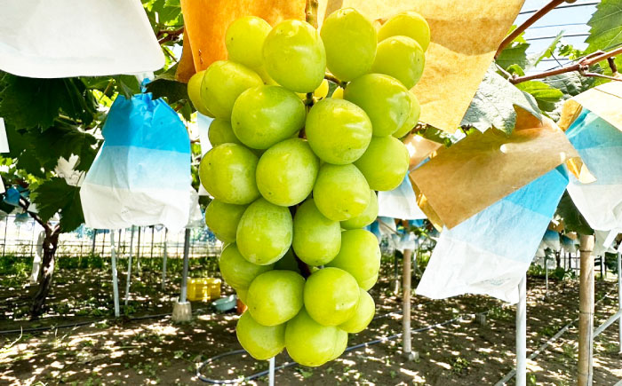 【2026年7月末～発送】シャインマスカット 約2kg（3房）/ シャインマスカット しゃいんますかっと ぶどう ブドウ / 南島原市 / ガマダスぶどう園 [SGL001]