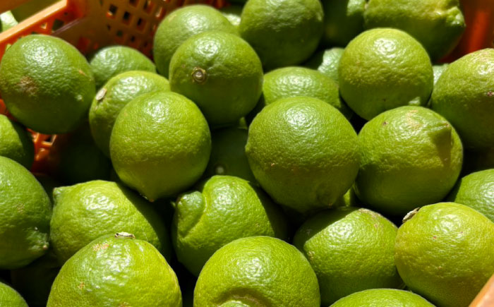 レモン 5kg 国産 希少 / れもん 檸檬 柑橘 フルーツ ふるーつ 果物 くだもの / 南島原市 / 城谷農園 [SGV002]