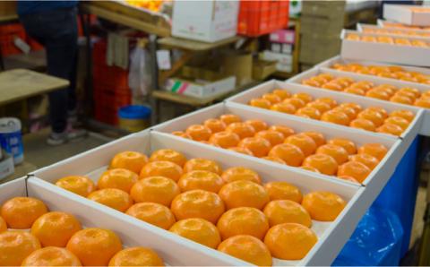 【2026年6月中旬〜発送】ハウス みかん 約2kg / 果物 フルーツ 贈答用 化粧箱 / 南島原市 / 島原雲仙農業協同組合  東南部基幹センター [SAC003]