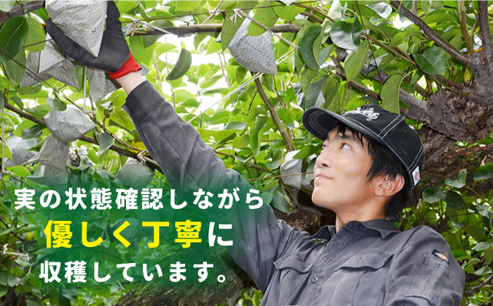 【2026年9月中旬～発送】【シャリッと食感がたまらない！】新高梨 2玉 / 南島原市 / ふるさと企画 [SBA007]