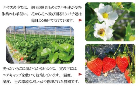 ゆめのか 1kg (250g×4P) / いちご 果物 フルーツ / 南島原市 / ふるさと企画 [SBA015]