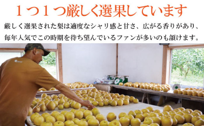 【2026年9月中旬～発送】【シャリッとおいしい！】新高梨 約3.4kg /  南島原市 / ふるさと企画 [SBA030]