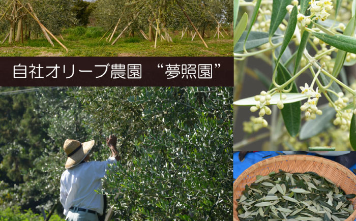 【国産 手摘み100%】南島原産 オリーブ茶 ティーバッグ×20袋（60ｇ） / お茶 茶 ティーパック / 南島原市 / ふるさと企画 [SBA095]