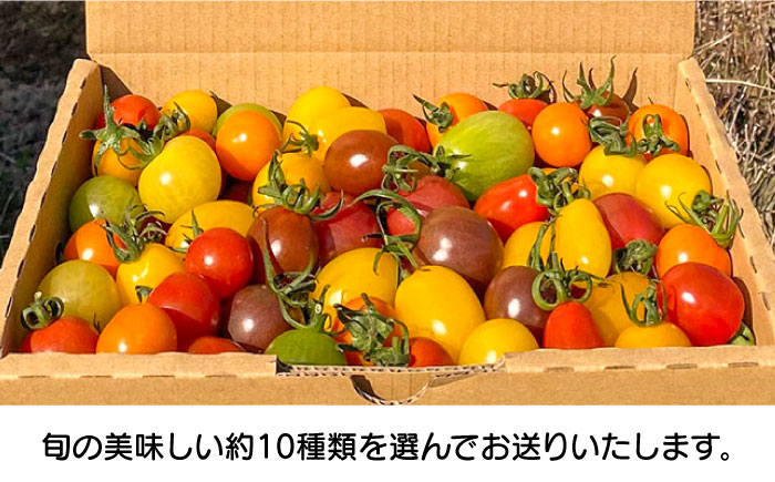 【2026年1月中旬～発送】ミニトマト 彩８ニ（イロハニ）約10種類 合計約1.4kg / トマト 夏野菜 野菜 旬 食べ比べ / 産地直送 安心 安全 彩り / 南島原市 / 植木農園 [SBL002]
