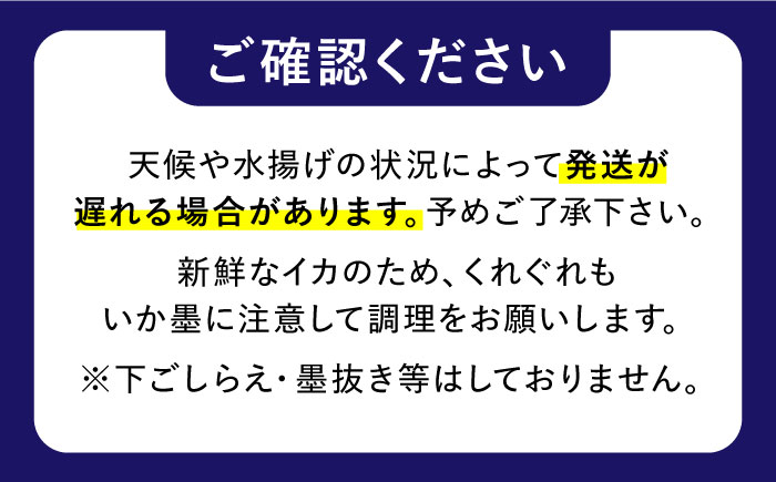 【2月～発送】【着日指定】【おいしい南島原 認定】漁港直送！ 活〆 幸イカ 5杯 約1500g / いか　新鮮　海鮮物　刺し身　揚げ物　簡単調理　キャンプ　BBQ / 南島原市 / 深江町漁業協同組合 [SBO004]