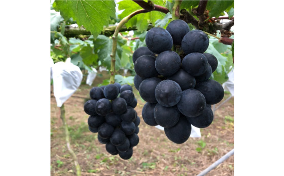 【2026年7月～発送】【採れたてをお届け！】旬のぶどう ＜ブラックビートor巨峰orピオーネ＞ 合計2kg / フルーツ ふるーつ 果物 /  南島原市 / ながいけ [SCH037]