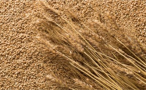 【 国産 小麦 100%】 長崎 手延べ うどん 4kg （200g×20P） / 南島原市 / 本村製麺工場 [SCP002]