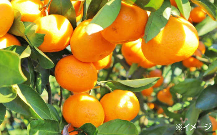 【2026年10月下旬～発送】【2回定期便】温州みかん 食べ比べ 10kg×2回 / みかん 青島みかん ミカン 蜜柑 甘い フルーツ 果物 / 南島原市 / 蜜柑屋まつお [SCQ004]