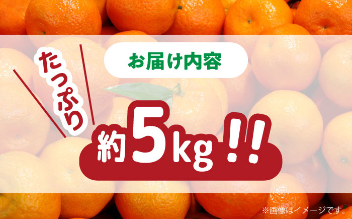 【2025年11月下旬～発送】【高糖度】 温州みかん 約5kg（傷もの） / 果物 くだもの フルーツ ふるーつ 旬 家庭用 5kg / 南島原市 / 南島原果物屋 [SCV014]